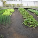 Inscrições abertas para curso de Horticultora Orgânica em SJB