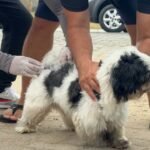 NCZ faz balanço da vacinação antirrábica de cães e gatos em SJB